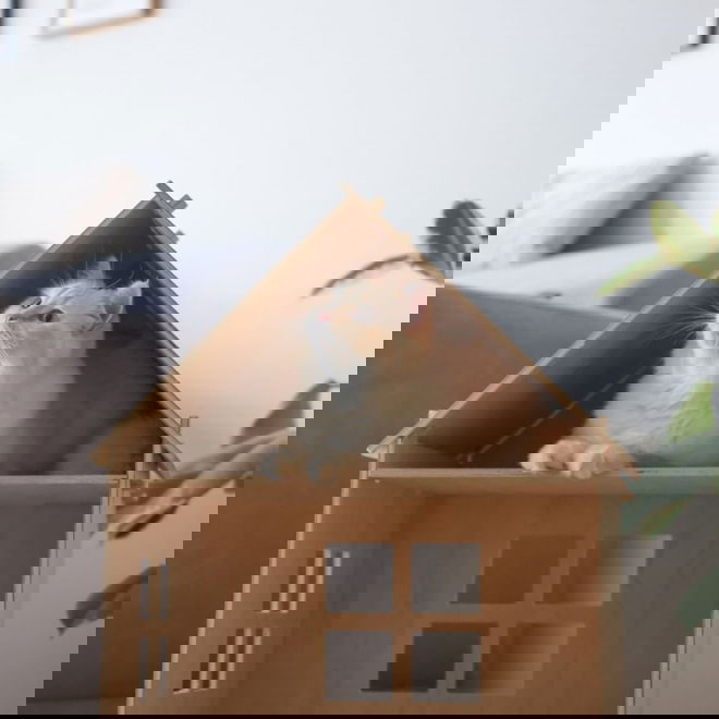 Kerbl Kattehus i Tre
