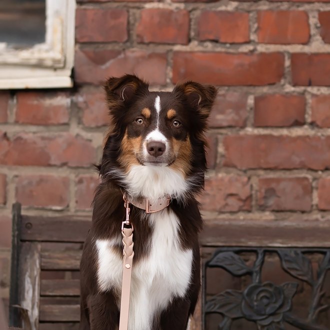 Tyylivoitto Classy Hundehalsbånd Stor Modell Beige