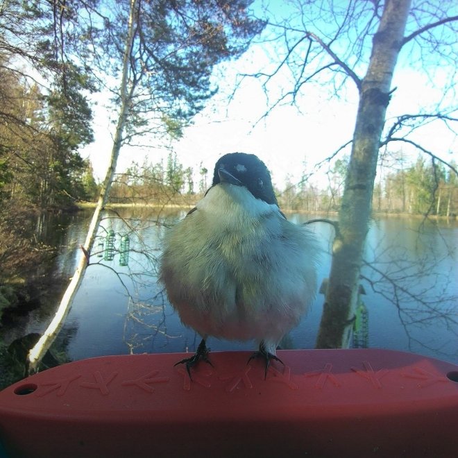 Birdbuddy Fôrautomat med Kamera Blå