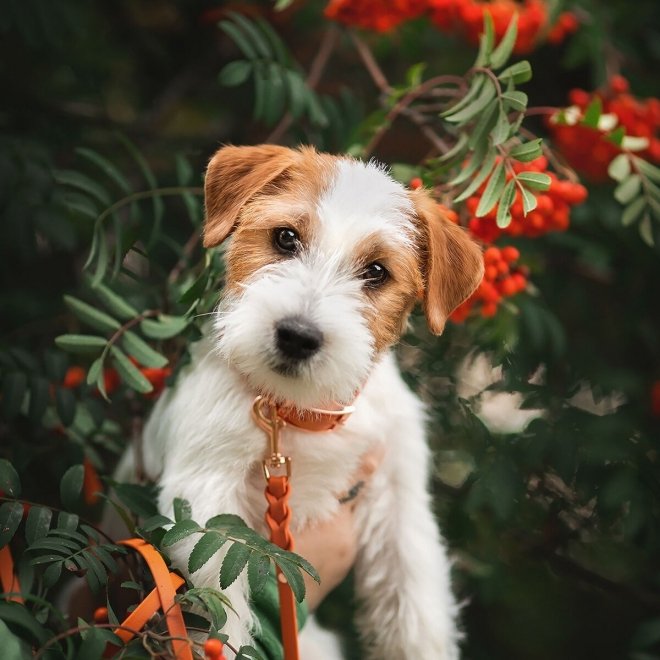 Tyylivoitto Classy Hundehalsbånd Liten Modell Mørk Oransje