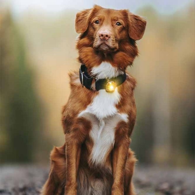 Orbiloc sikkerhetslys (Gul) Hund - Hundeutstyr - Hundelys