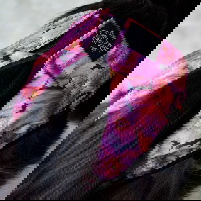 Ruttunuttu Tispetruse Pioner Rosa