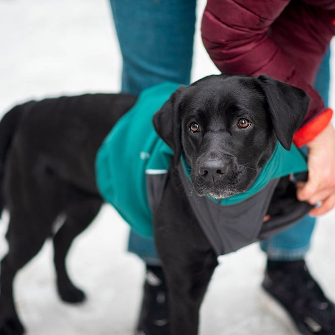 Pomppa Jumppa Hundedekken Blågrønn