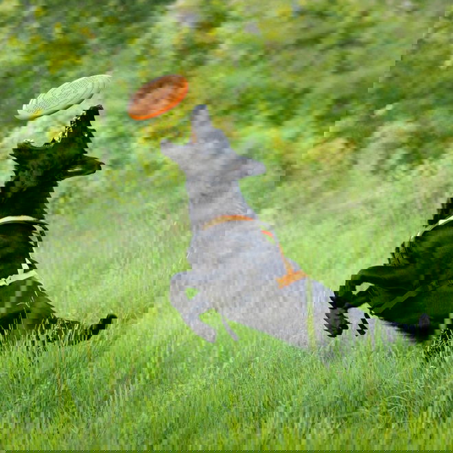 Non-Stop Dogwear Frisbee Oransje