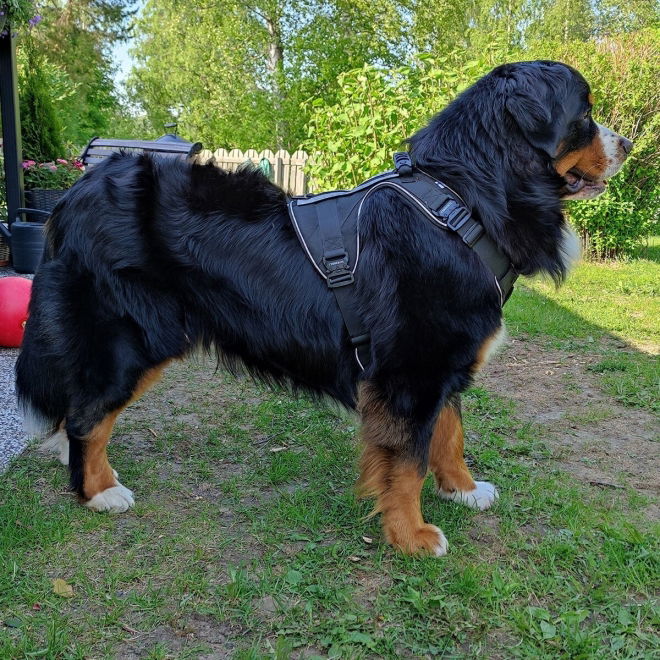 Cerberos Active Hundesele Svart