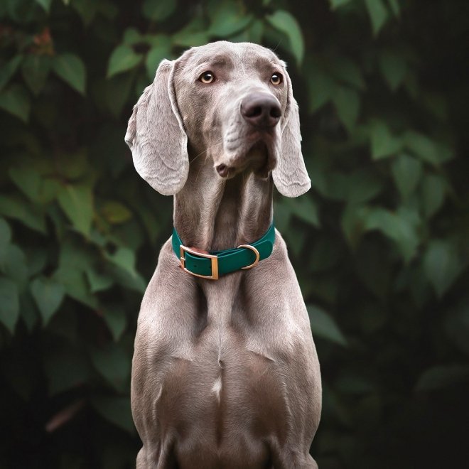 Tyylivoitto Classy Hundehalsbånd Stor Modell Grønn
