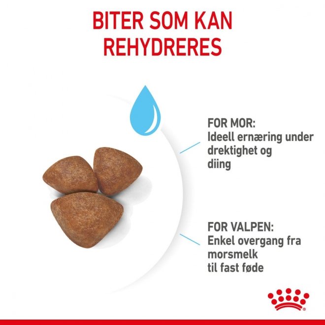 Royal Canin Mini Starter Mother & Babydog