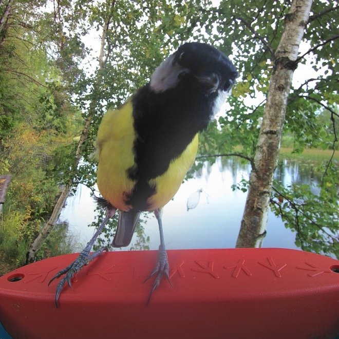 Birdbuddy Fôrautomat med Kamera Blå