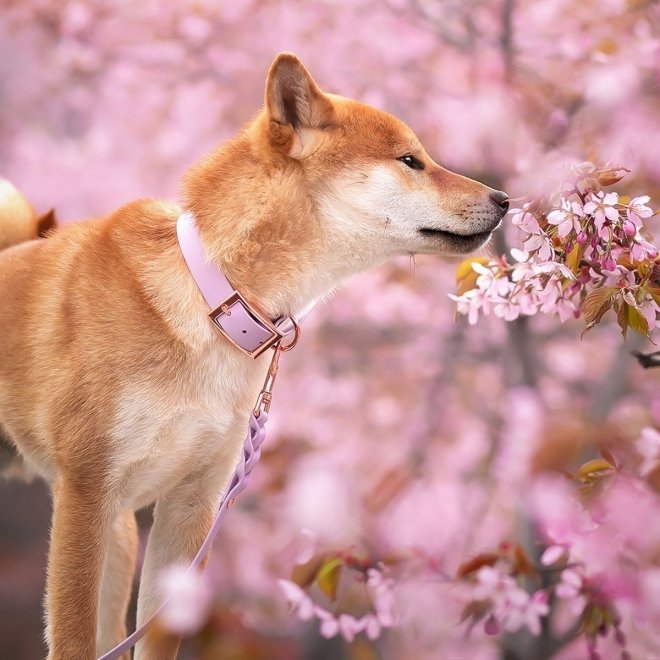 Tyylivoitto Classy Hundehalsbånd Stor Modell Lila