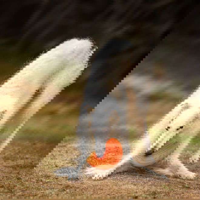 Non-Stop Dogwear Frisbee Oransje