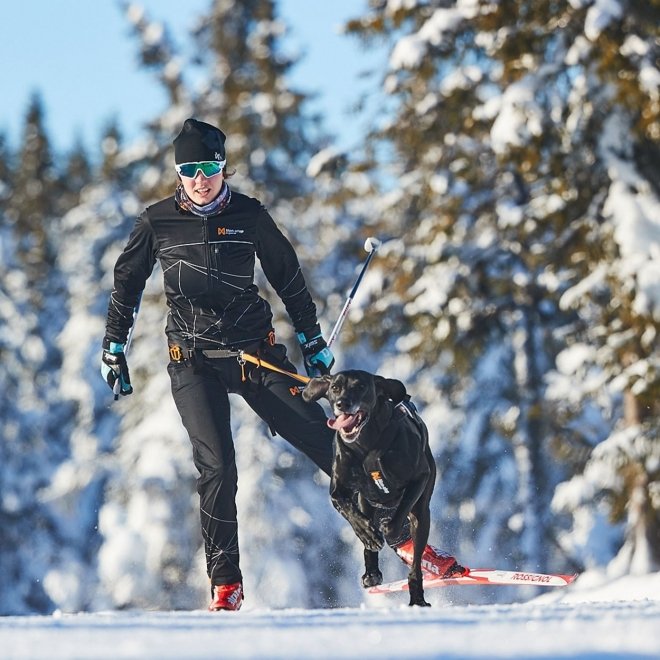 Non-Stop Dogwear Magebelte til hund Svart & Oranje