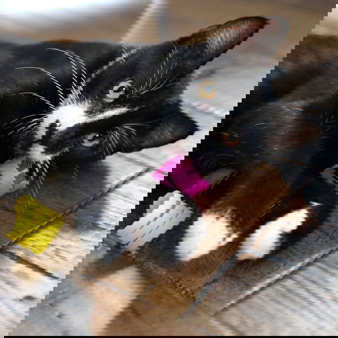 Fatcat Looney Loops Katteleke 3-pakning