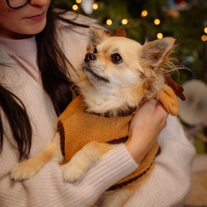 Little&Bigger Reindeer Stickad Hundegensere med Lue Brun