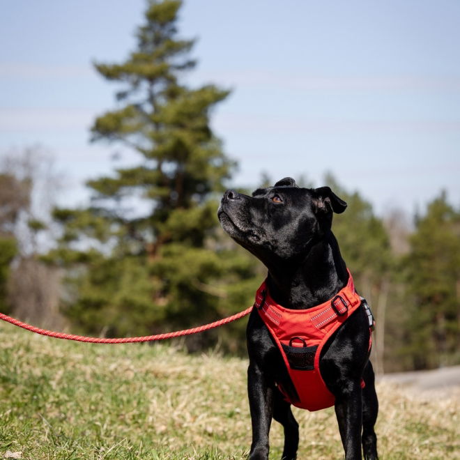 Feel Active Training Hundesele Rød