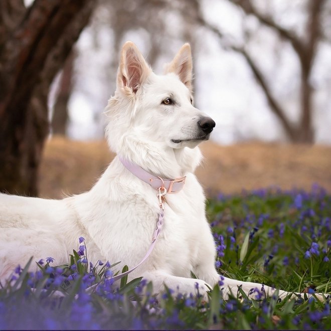 Tyylivoitto Classy Hundehalsbånd Stor Modell Lila