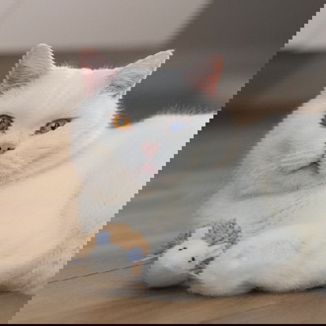 Beeztees Eco Cat Mozi Pinnsvin