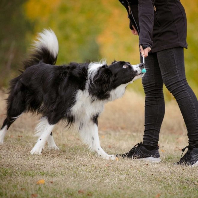 Tag det op Hotel anmodning Pro Dog Target Stick Mint | Hundetrening / Treningsredskap for hund