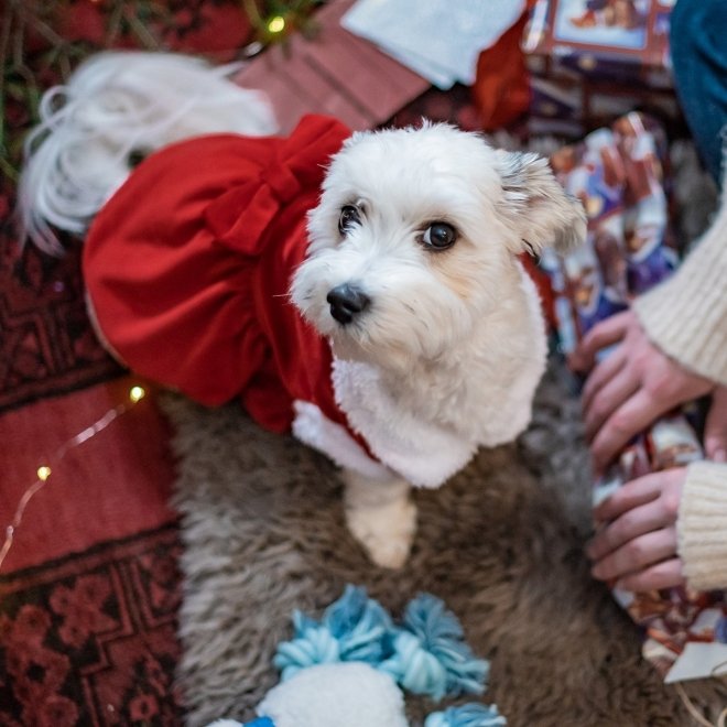 Little&Bigger Xmas Girly Girl Nissekostyme til Hund