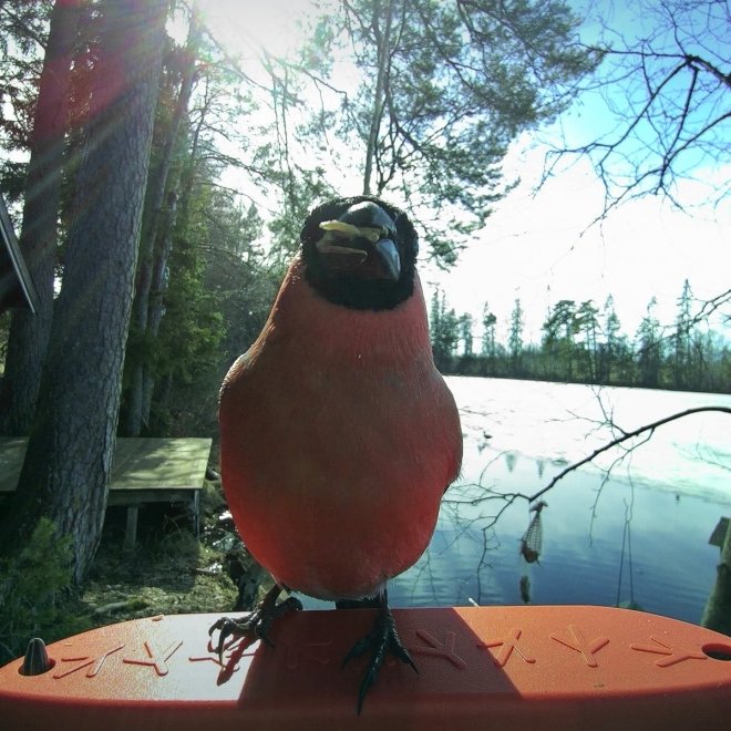 Birdbuddy Fôrautomat med Kamera Blå