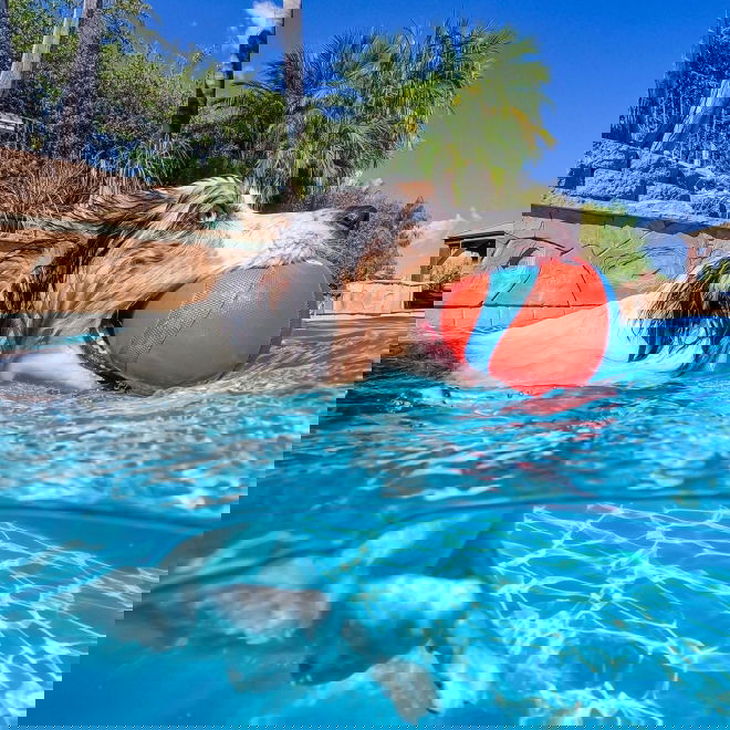 Chuckit Amphibious Flytende hundeball