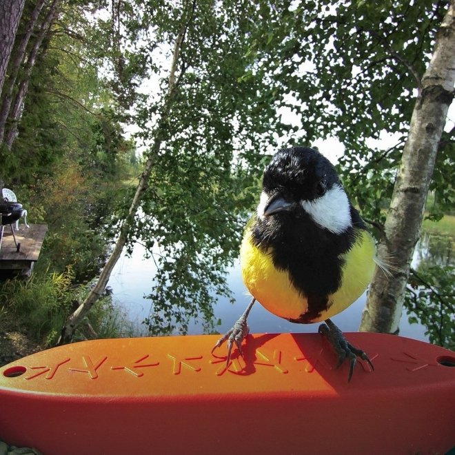 Birdbuddy Fôrautomat med Kamera Blå