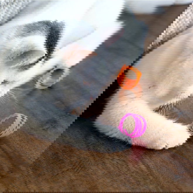 Fatcat Looney Loops Katteleke 3-pakning