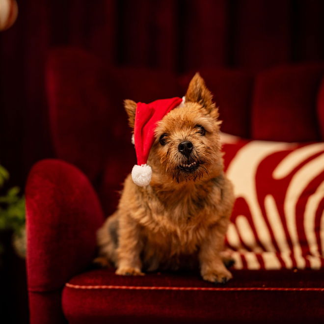 Little&Bigger Xmas Lang Julenisselue til Hund