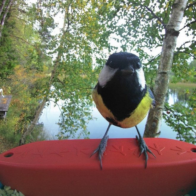 Birdbuddy Fôrautomat med Kamera Blå