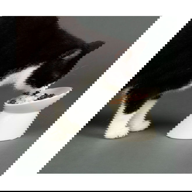 Scruffs Icon Hevet Matskål til Katt Hvit
