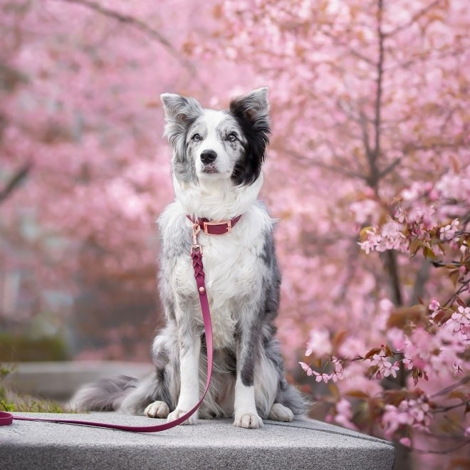 Tyylivoitto Classy Hundehalsbånd Stor Modell Burgunder