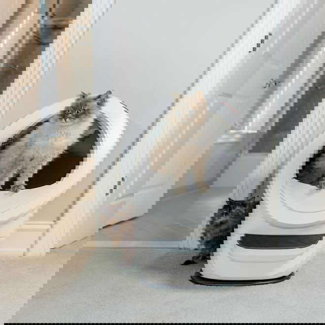 Whisker Litter-Robot 4 Vit