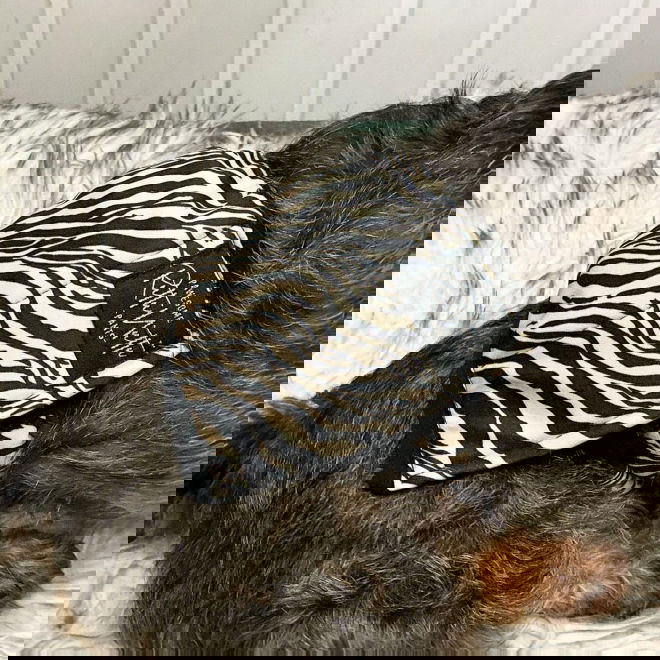 RuttuNuttu Zebra Skvettebeskyttelse til Hannhund Svart/Vit