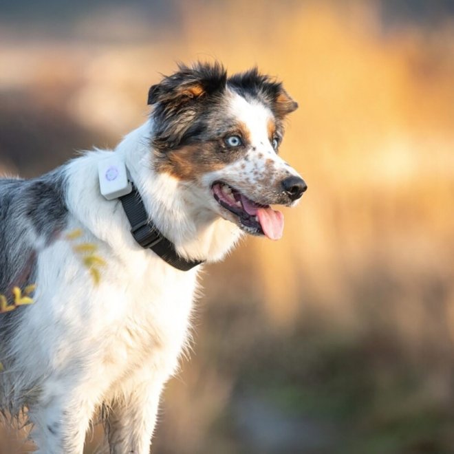 LilDog GPS-Tracker til Hund