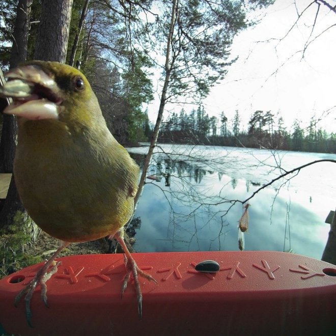 Birdbuddy Fôrautomat med Kamera Blå