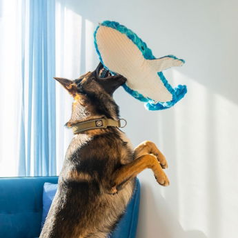 Quapas! Mjukisdjur till Hund XXL Val