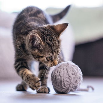 Beeztees Kattungeleksak Garnystan Grå