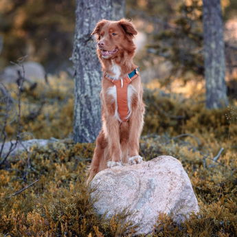 Woolly Wolf Alpha 360 Hundsele Terracotta/Mörkblå