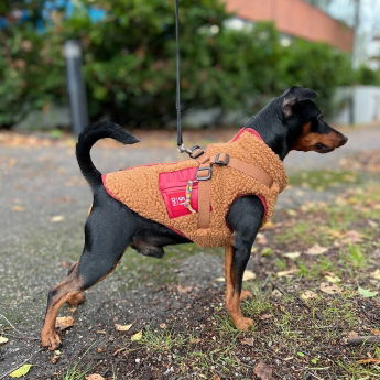 51 Degrees North Jules Kombinerad Hundjacka och Hundsele Brun