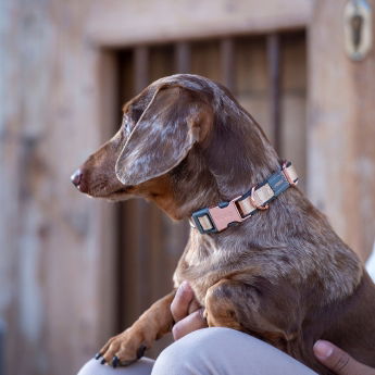 Rogz Urban Hundhalsband Guld