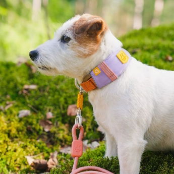 Woolly Wolf Alpha 360 Hundhalsband Ljuslila/Brun