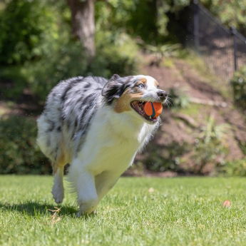Chuckit Ultra Hundboll