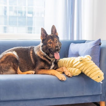 Quapas! Mjukisdjur till Hund Alligator