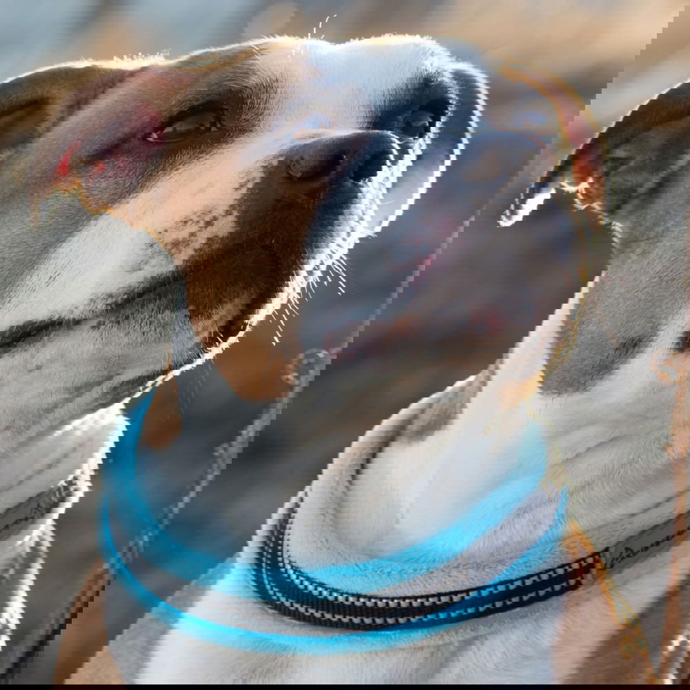 Kusse & Kutta Fluffigt Hundhalsband Ljusblå (4)