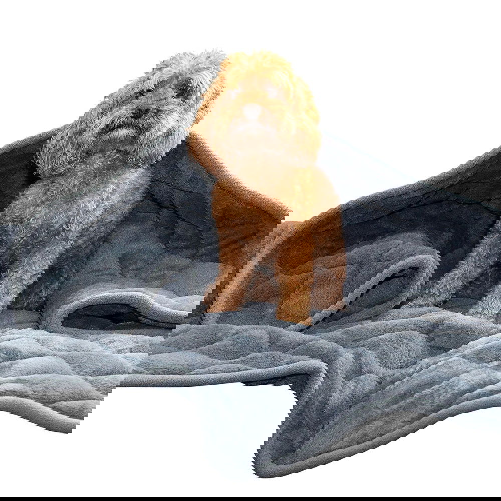 KONG Tyngdfilt till Hund Grå