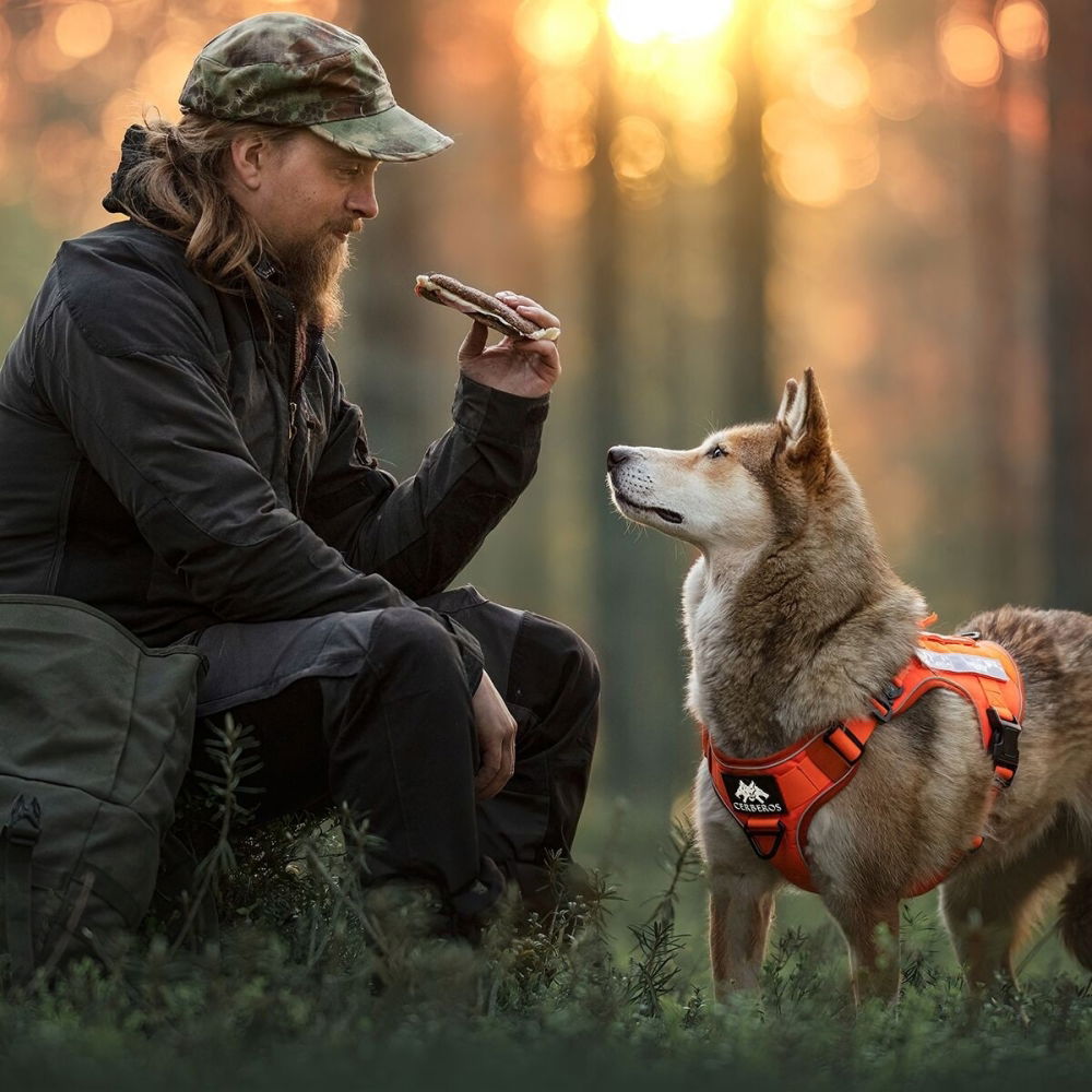 Cerberos Tactical Rescue Hundsele Orange (L)