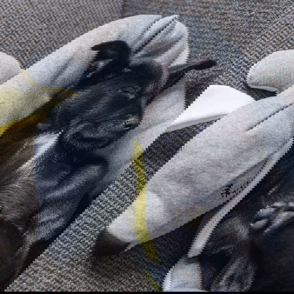 Beeztees Doggy Valpleksak Mysigt  Mjukisdjur Grå/Gul