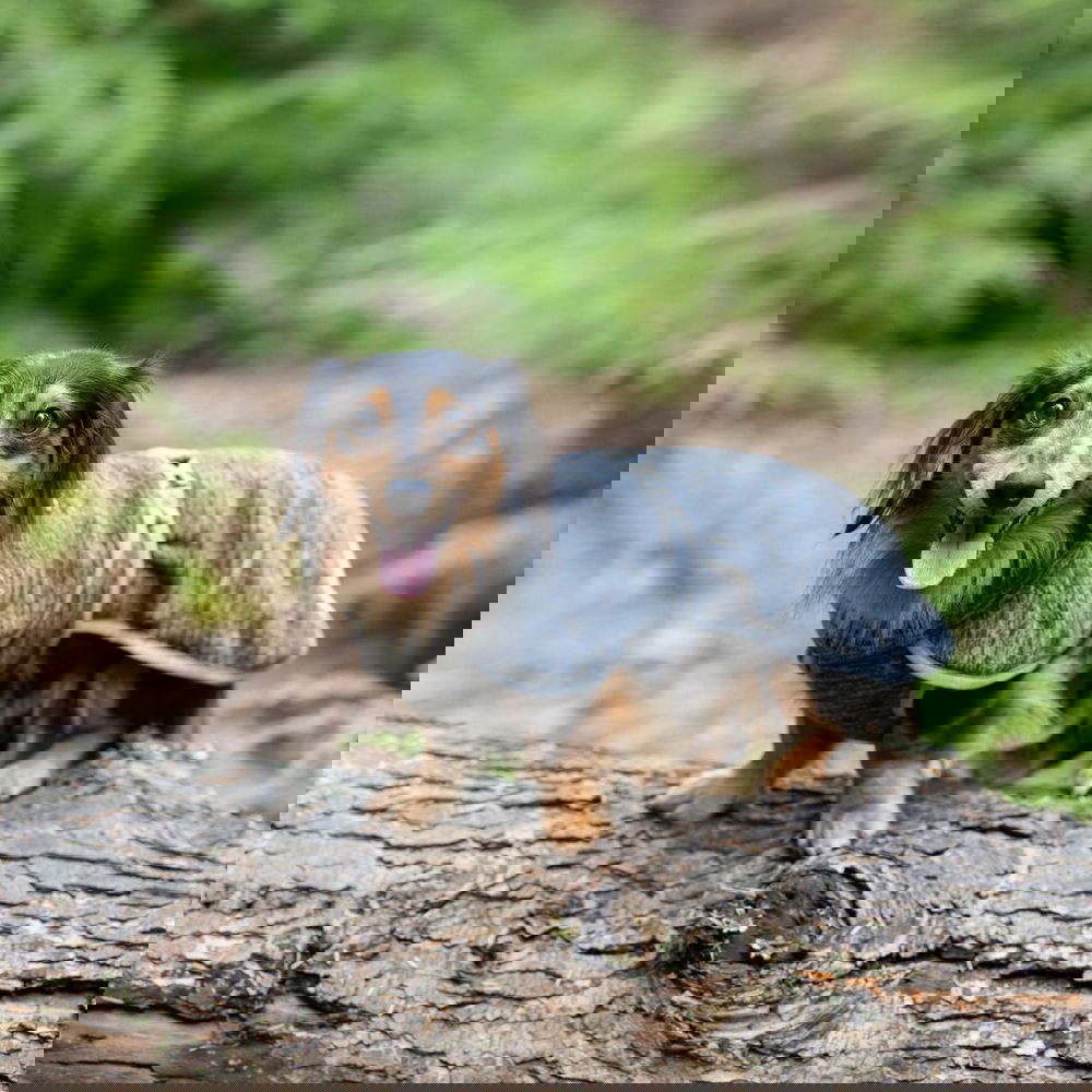 Icepeak Flen Midlayer Hundjacka Svart (S)