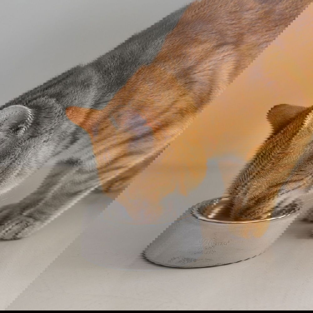 Designed by Lotte Ribocco Kattmatskål Grå