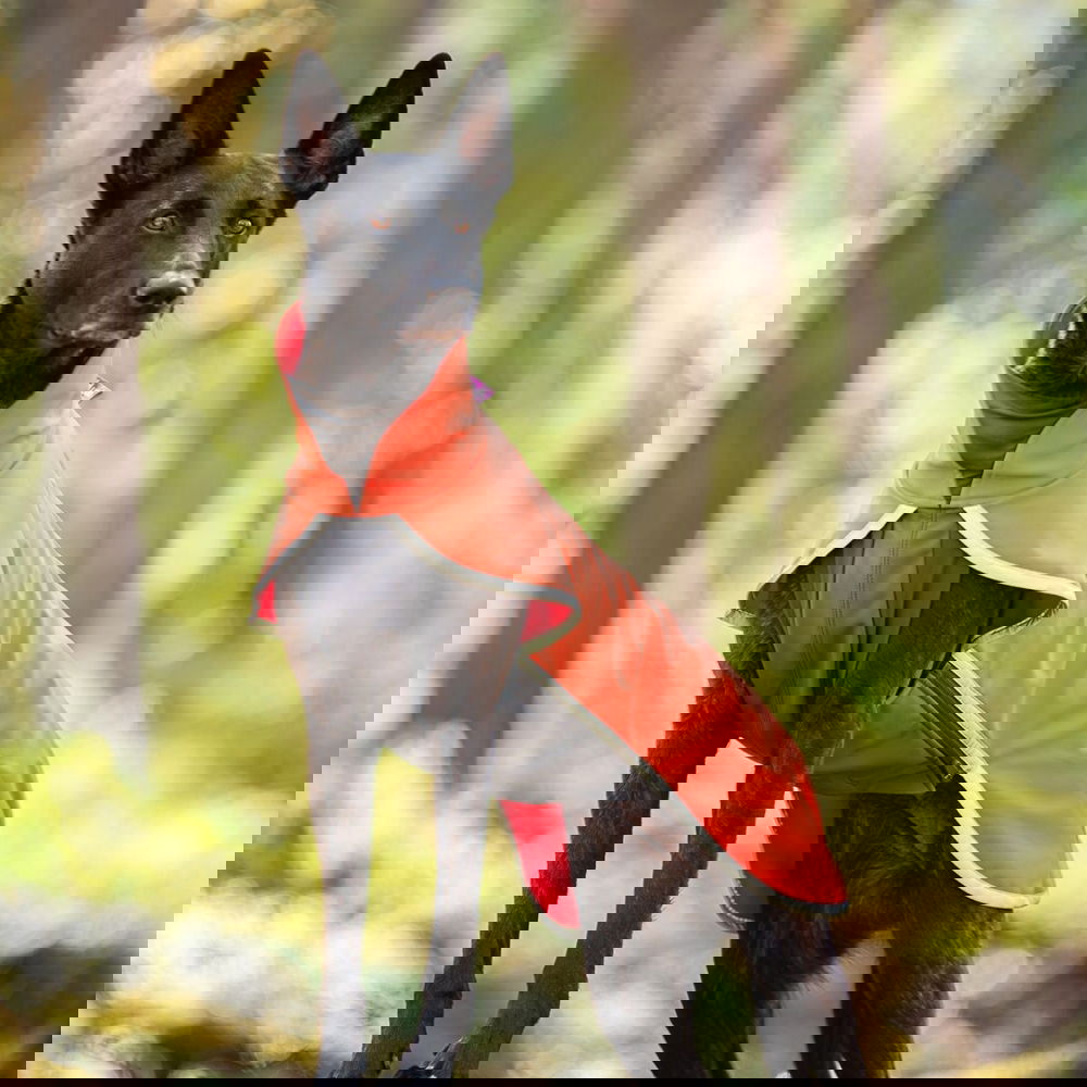 Pomppa Sportti Hundtäcke Orange (60)