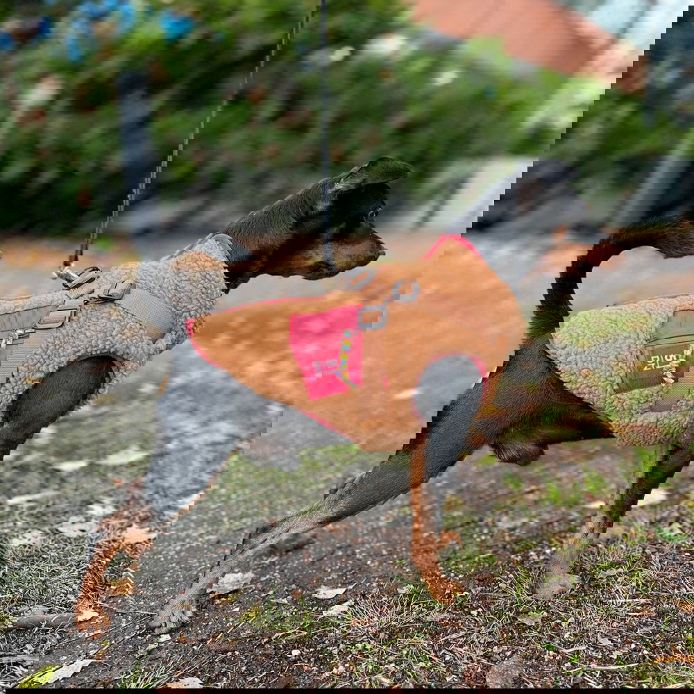 51 Degrees North Jules Kombinerad Hundjacka och Hundsele Brun (42 cm)